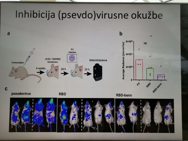 Iz predstavitve prof. dr. Romana Jerala: Preizkusi slovenskega cepiva na miškah so bili uspešni.