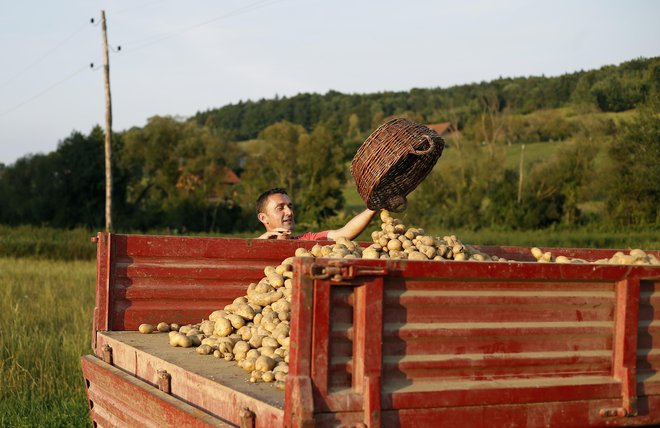 Viški krompirja, ki jih kmetje ne morejo prodati, so posledica nepovezanosti, pravi Patricija Pirnat, predsednica Zelenjavne verige in vodja proizvodnje v kmetijski zadrugi Agraria. FOTO: Blaž Samec/Delo