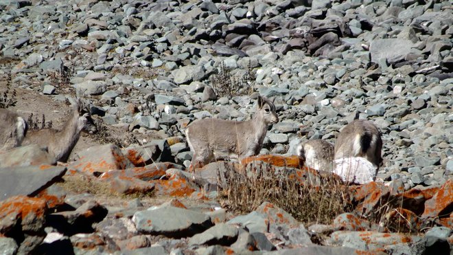 Gorske koze ali Blue sheep, ki se kar zlijejo s pokrajino. FOTO: Gregor Ambrožič