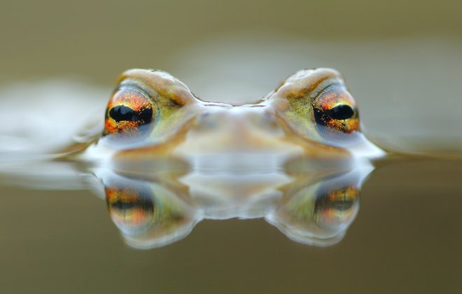 Krastača &ndash; po podatkih IUCN skoraj polovica vrst dvoživk izumira.<br />
FOTO: Davorin Tome