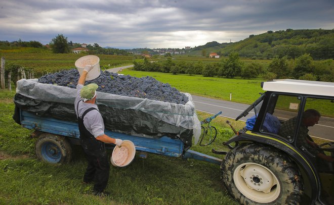Padavin je bilo dovolj, zdaj si vinogradniki &shy;želijo suhega vremena.&nbsp; FOTO: Jože Suhadolnik/Delo
