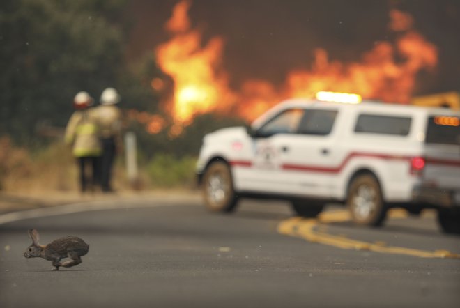 V letošnjih požarih v Kaliforniji je poginilo veliko divjih živali. Zajec na fotografiji se je za zdaj rešil. FOTO: Sandy Huffaker/AFP