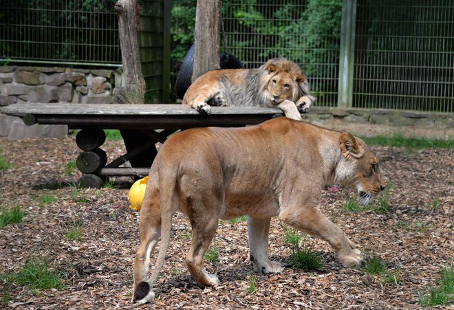 Lev Malor (zadaj) in njegova mama Lira v ogradah živalskega vrta Eifel. FOTO: AFP&nbsp;