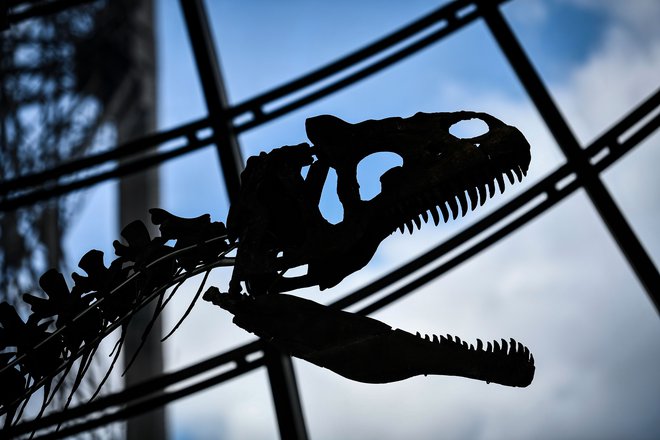 Bi imeli doma okostje dinozavra? FOTO: Stephane De Sakutin/AFP