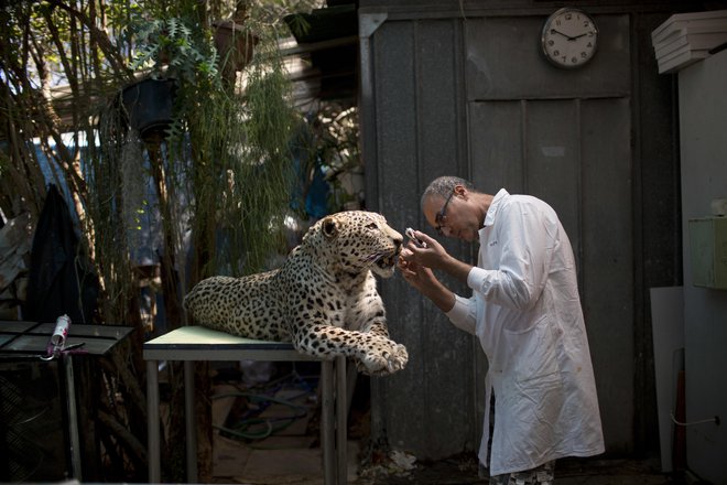 Igor Gavrilov dela na nagačenem leopardu, ki bo razstavljen v Steinhardtu, popolnoma novem muzeju naravne zgodovine, v Tel Avivu. V ultra-sodobnem objektu je več kot 5,5 milijonov primerkov živalskih vrst iz celega sveta in je namenjen ozaveščanju javnosti o naravnem svetu in okolju, s posebnim poudarkom na lokalni ekologiji. Foto Oded Balilty Ap