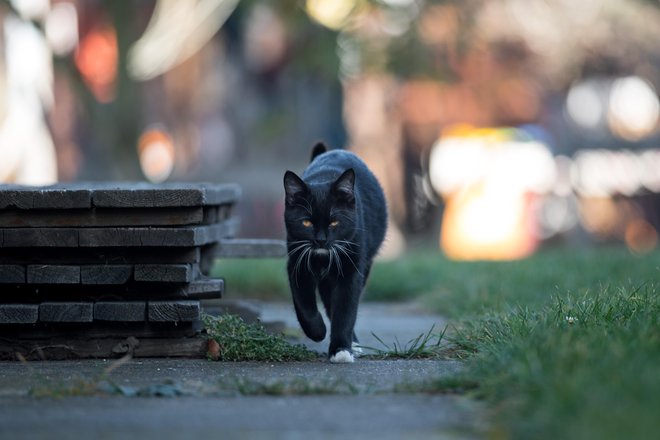 Črna mačka FOTO: Shutterstock