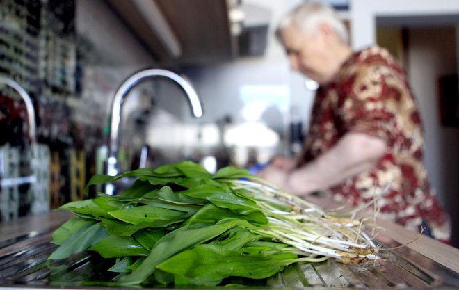 Podlesek je najbolj smrtonosna, a ne edina strupena rastlina, s katero so ljudje že zamenjali čemaž. FOTO: Roman Šipić/Delo