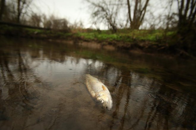 Onesnaženje in ponovni pogin rib v potoku Tojnica. FOTO: Jure Eržen/Delo
