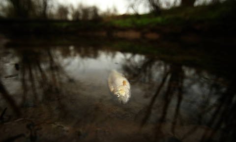 Onesnaženje in ponovni pogin rib v potoku Tojnica. FOTO: Jure Eržen