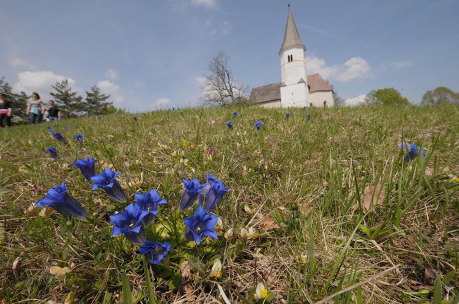 Travnik na Lovrencu ni več moder, kot je nekoč bil. FOTO: Dušan Klenovšek