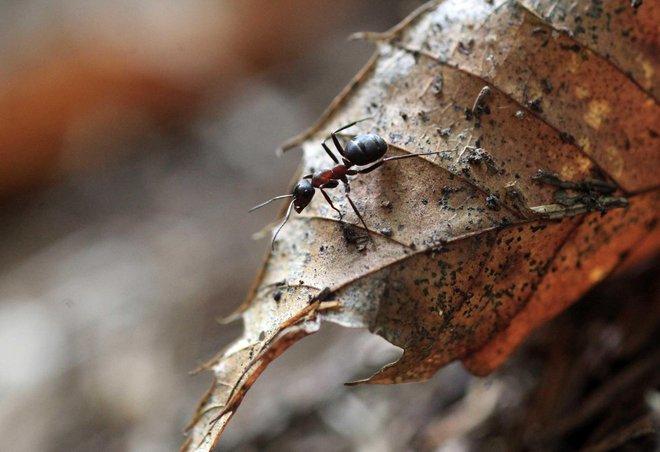 Vse mravlje vrste&nbsp;Colobopsis explodens se sicer ne morejo razstreliti. To lahko storijo zgolj male delavke, ki so neplodne. FOTO: Mavric Pivk/Delo