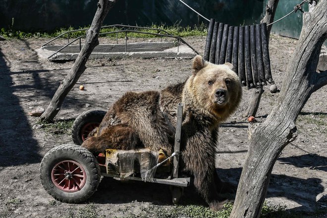 Triletni paralizirani medved Usko živi v zavetišču Arcturos na pobočjih gore Vitsi, približno 600 kilometrov severozahodno od Aten. Zatočišče Arcturos je namenjeno predvsem medvedom in volkovom. V zavetišču je zdaj 20 medvedov in sedem volkov, ki živijo ločeno. FOTO: Aris Messinis/AFP