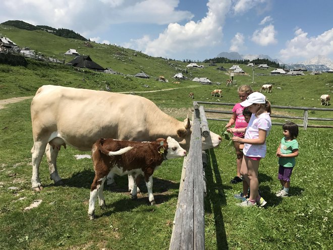 Pastirji in živina na planino pridejo okoli 8. junija. FOTO: Leon Vidic