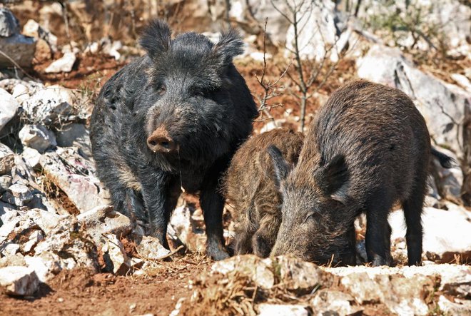 Kmetovalci so ogorčeni, saj jim divji prašiči uničujejo pridelke. FOTO: Oste Bakal