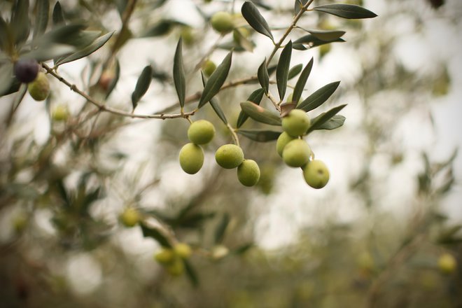 Apulija je najbolj oljčna italijanska dežela. Ima 15 dreves na prebivalca, torej okoli 60 milijonov oljk. FOTO: Jure Eržen/Delo