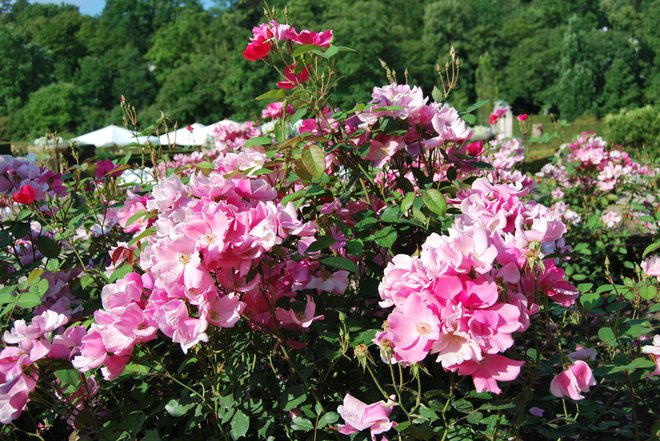 Slovenija ima zelo ugodne pogoje za gojenje, še posebno osrednja Slovenija in Gorenjska, kjer cvetijo junija in Primorska, ki jo olepšajo že maja. FOTO: Arhiv Društva ljubiteljev vrtnic