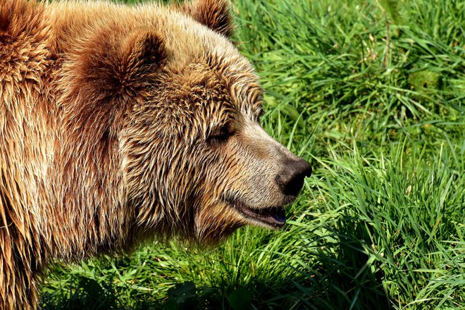 Na območju so medvedi v 90. letih prejšnjega stoletja skoraj izumrli, a so od leta 1996 naprej v gore preselili sprva tri slovenske medvede, kasneje pa še pet, da bi prispevali k njihovi ohranitvi. FOTO: Pixabay
