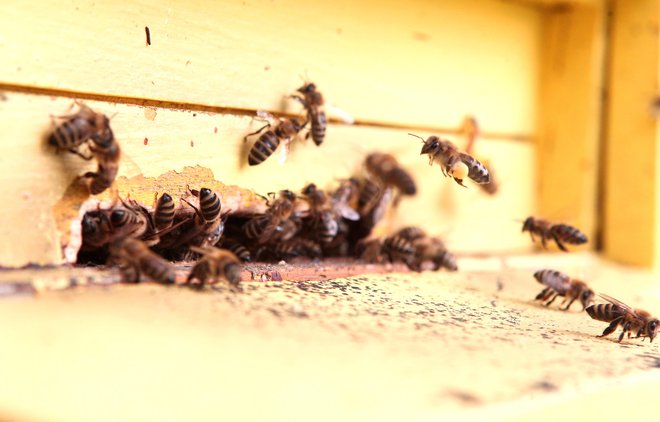 Brez čebel se človeštvu slabo piše. FOTO: Foto: Dejan Javornik
