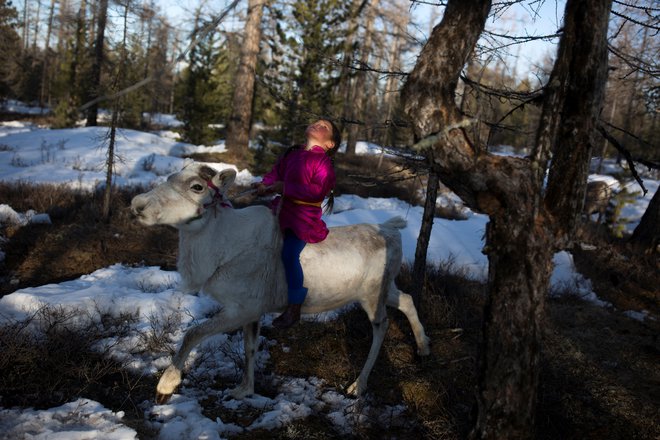 Cece, šestletna hči Duka, pastirja Erdenebata Čuluja, jezdi jelena v gozdu blizu mongolske vasi Caganur. Zaradi lahke telesne teže otroci trenirajo mlade severne jelene, da bi postali čim nolj vodljivi in ubogljivi. FOTO: Thomas Peter/Reuters