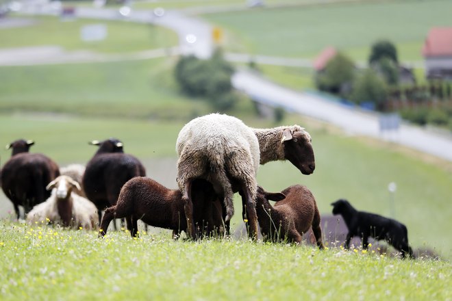 Glavni razlog za spremembo zakona leta 2013 je bila višja raven zaščite živali pred mučenjem in temu naklonjeno večinsko javno mnenje. FOTO: Uroš Hočevar