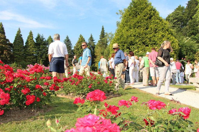 V rozariju Arboretuma Volčji potok so vrtnice v polnem razcvetu. FOTO: Jure Eržen