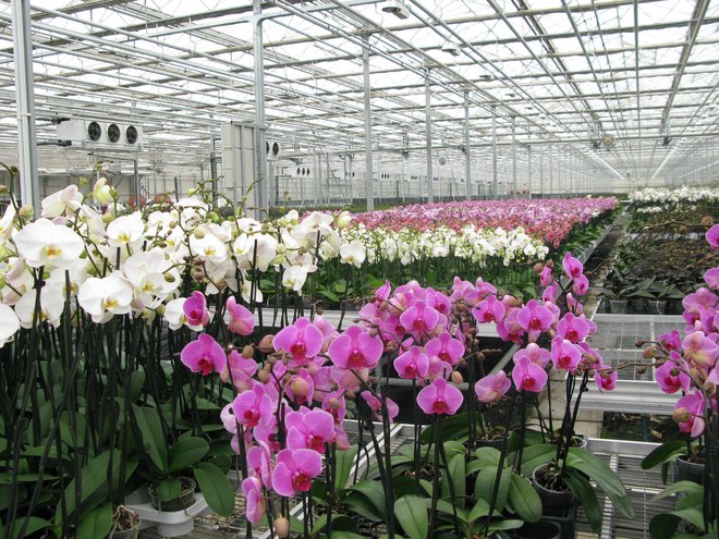 Proizvajalec orhidej Ocean Orchids bo v Dobrovniku zgradil logistični center s kontrolirano klimo. Foto Ivan Gerenčer