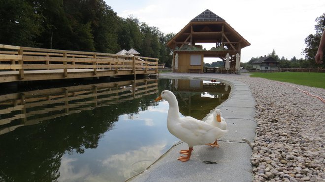 Nič krive račke v ribniku veselo čofotajo, čeprav je inšpekcija z odločbo prepovedala rabo vode za namakanje in polnjenje ribnika iz Kamniške Bistrice. FOTO: Bojan Rajšek/Delo<br />
 