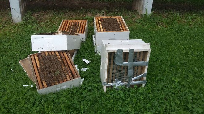 Prevrnjeni panji niso bili poškodovani in čebele so preživele in ostale v panju, a čebelar jih še vedno preučuje, saj šok ni izključen. FOTO: Mol