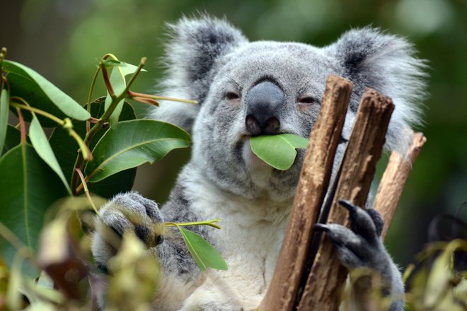 Koala je evkaliptus. FOTO: Shutterstock
