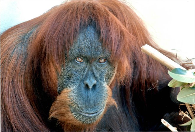 Puan, sumatrska orangutanka FOTO: D. Smith/Perth Zoo&nbsp;