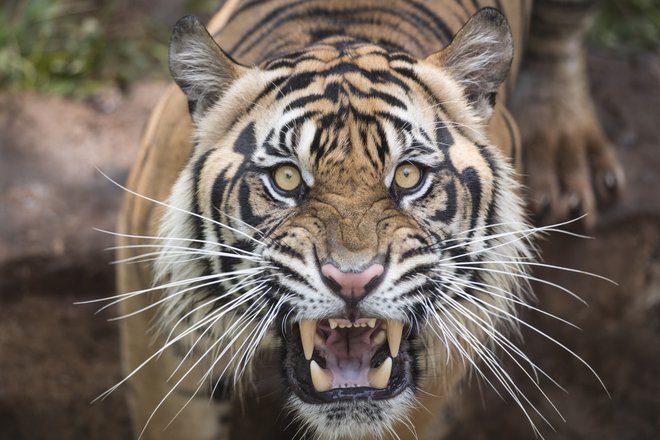 Tiger. FOTO: Thinkstock