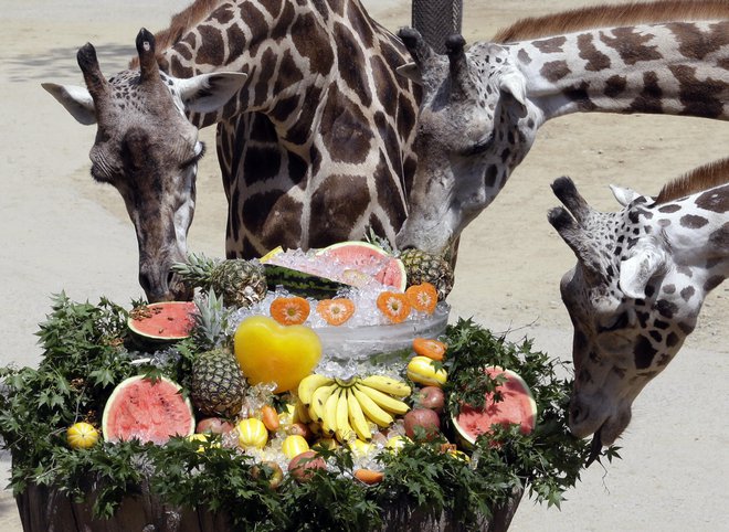 Žirafe v Južni Koreji se sladkajo v poletni vročini. FOTO: AP