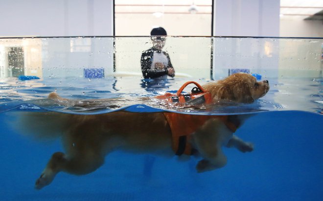 V kitajskem mestu Hangčou kuža plava v bazenu, ki je namenjen izključno domačim ljubljenčkom. FOTO: China Stringer Network/Reuters
