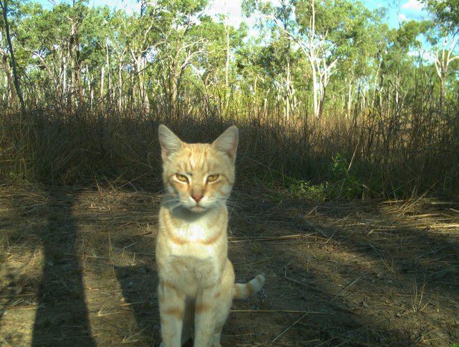 Potepuška mačka v avstralski divjini. FOTO: AFP