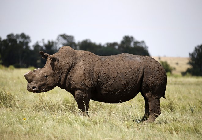 Ponovni ponos Čada, črni nosorog. Foto Siphiwe Sibeko Reuters