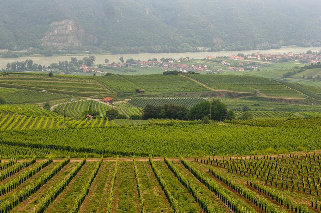 Wachau &ndash; vinogradi do Donave