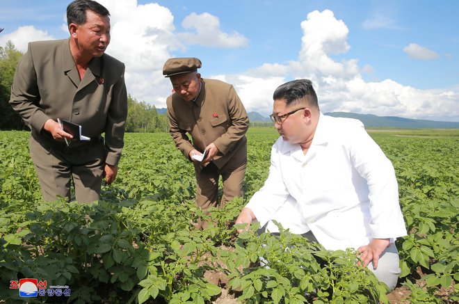 Kim Džong Un preverja, kako raste krompir. FOTO: Reuters