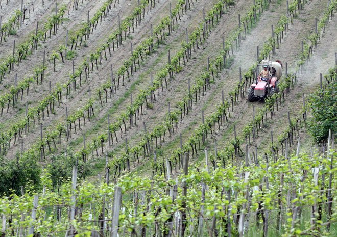 Dela v vinogradu so se tragično končala za 70-letnega kmeta iz okolice Ajdoviščine. Fotografija je simbolična.<br />
FOTO Tadej Regent