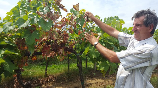 V Koprski kleti Vinakoper nam je vodja enote Prade Igor Kozlovič povedal, da imajo na 50 hektarjih refoškovega vinograda v Pradah od pet do deset odstotkov prizadetih trsov. Foto Boris Šuligoj