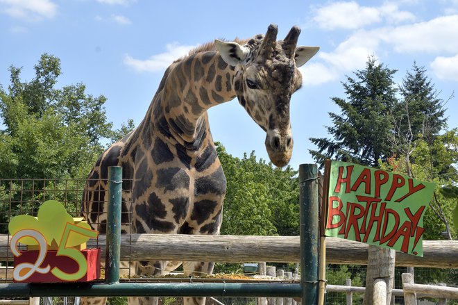 Žirafji samec Kimbar je konec junija letos praznoval 25. rojstni dan.