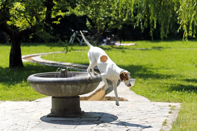 Vsak dvanajsti prebivalec Ljubljane ima psa. FOTO: Matej Družnik/Delo