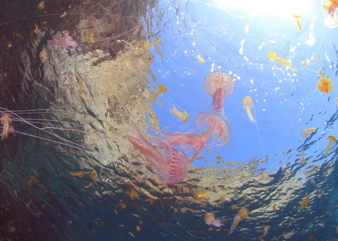 Meduze se najraje zadružujejo v toplih plitvah vodah. FOTO: Shutterstock