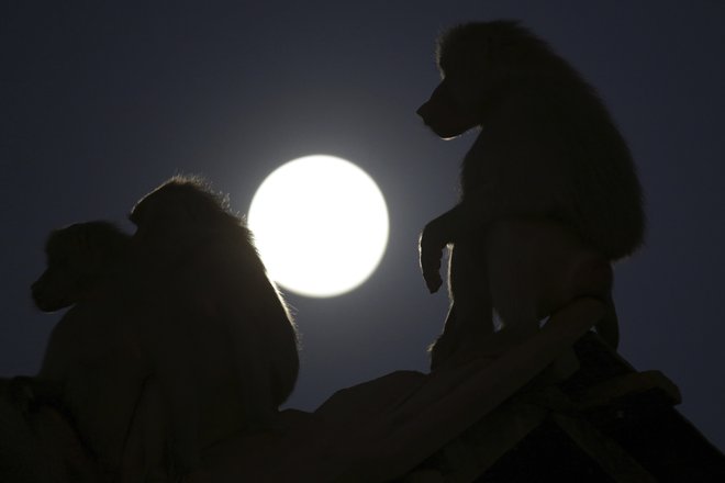 Brazilija pred popolnim Luninim mrkom FOTO: AP