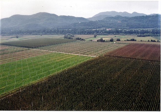 Kmetijske površine s hmeljišči v bližini Levca v Celjski kotlini na koncu Savinjske doline. FOTO: Brane Piano