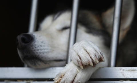 Pasje tačke so tudi občutljive na vročino. FOTO: Reuters