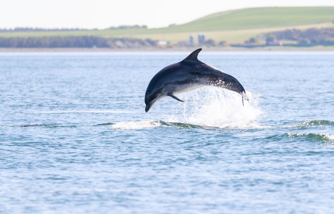 Delfini so družabna bitja. Kot da bi se jim zdelo, da je samota dolgočasna. FOTO: Shutterstock
