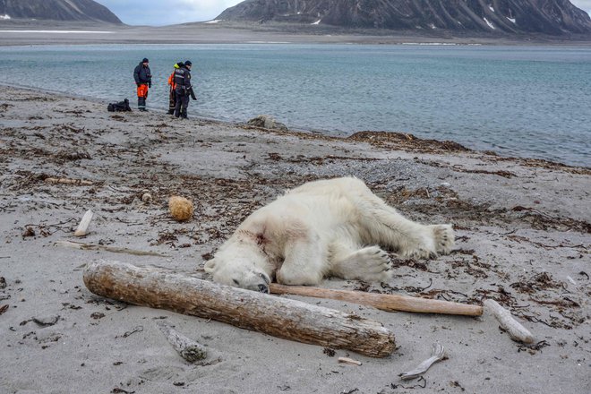 Norveške oblasti so sporočile, da je polarni medved napadel in poškodoval člana posadke potniške križarke MS Bremen, ki je vodil turiste na arktičnem arhipelagu v Sjuřyanu, severno od Spitzbergov. Polarnega medveda je ustrelil drugi zaposleni.<br />
<br />
FOTO: Gustav Busch Arntsen / Afp