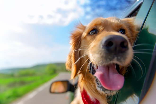 Potovanje je lahko tudi za naše štirinožne prijatelje prijetna dogodivščina, če se ustrezno pripravimo. FOTO: Shutterstock