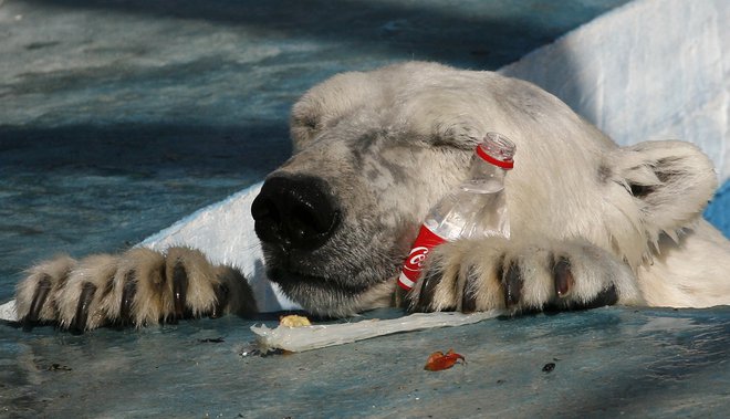 Koliko živali je zaradi plastike umrlo ali utrpelo poškodbe, ni znano, a zagotovo jih je več tisoč na leto. FOTO: Reuters