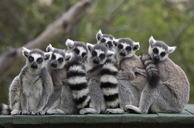 Lemurji. FOTO: Baz Ratner/Reuters